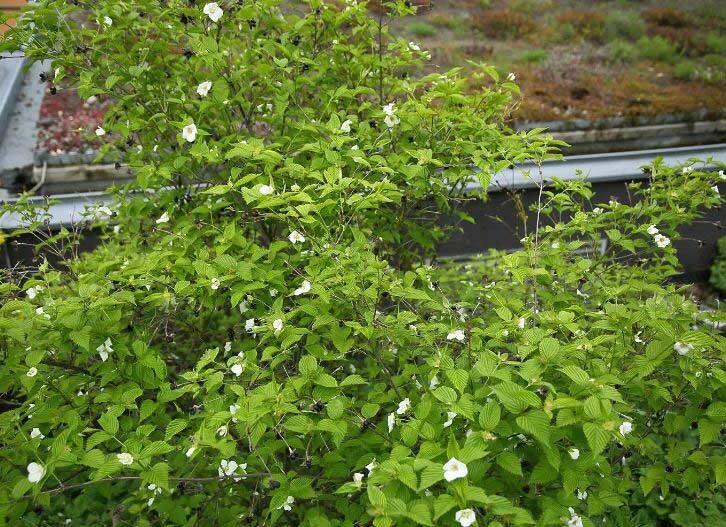  Rhodotypos scandens 